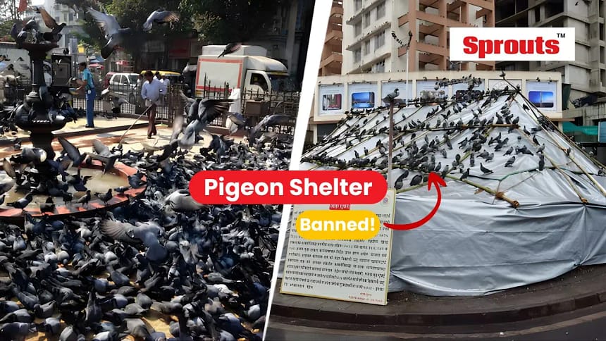 Mumbai Pigeon Shelter Ban Sparks Political and Religious Clash